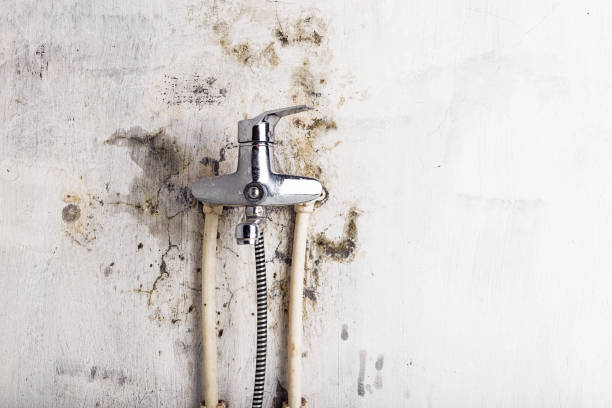 Elizabeth Lake, CA Mold Remediation Company